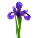 Ирисы