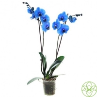 Синяя орхидея