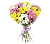 15 разноцветных хризантем