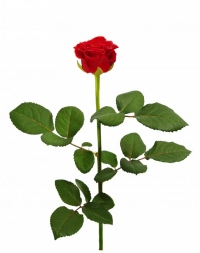 Красная роза Эль Торро