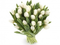 25 тюльпанов