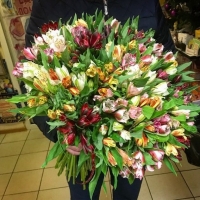 25 разноцветных альстромерий