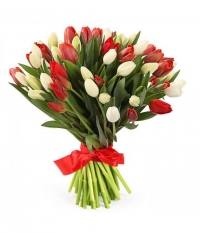 АКЦИЯ!!! 51 тюльпан