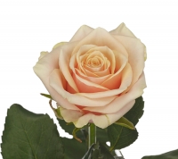 Кремовая роза