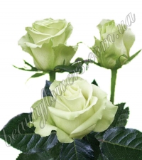 Белые импортные розы