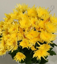Желтая кустовая хризантема