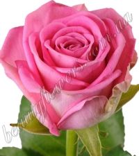 Розовая роза