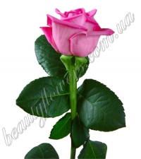 Розовая роза