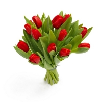 15 тюльпанов (цвет на выбор)