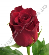 Красные импортные розы