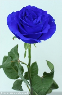Синяя роза