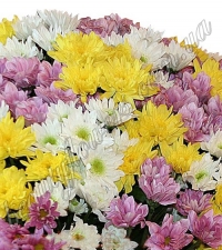 Хризантема кустовая разноцветная