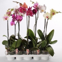 Орхидея Фаленопсис