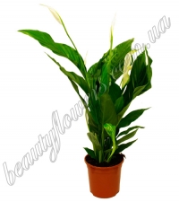 Спатифиллум