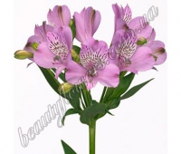 Разноцветные альстромерии