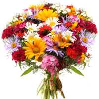 Полевые цветы