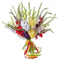 Разноцветные гладиолусы