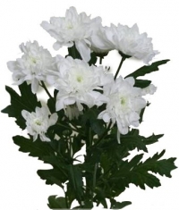 Белая кустовая хризантема