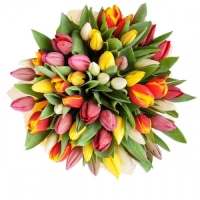 АКЦИЯ!!! 51 тюльпан