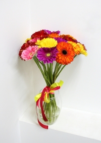 15 разноцветных гербер