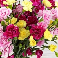 Спрей гвоздика