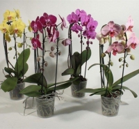 Фаленопсис каскад