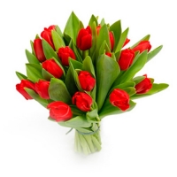 25 тюльпанов