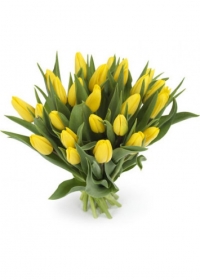 25 тюльпанов