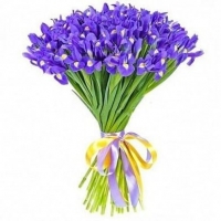 51 синий ирис