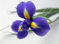 Синие ирисы