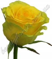 Желтая роза