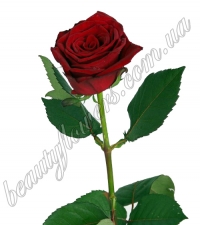 Красная роза 60 см