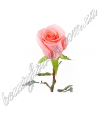 Розовые импортные розы