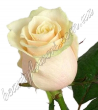 Кремовая роза