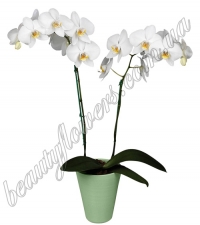 Фаленопсис белый