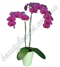 Фаленопсис двухствольный