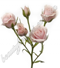 Разноцветные кустовые розы