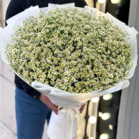 Букет Ромашек
