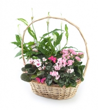 Корзина растений микс