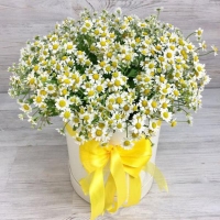 Ромашки в коробке
