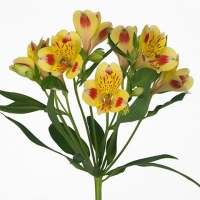 Альстромерия Экстра