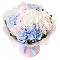 Гортензия микс