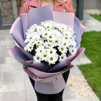 Хризантема "Классика"