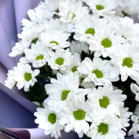 Хризантема "Классика"