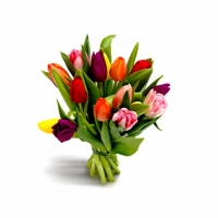 15 разноцветных тюльпанчика